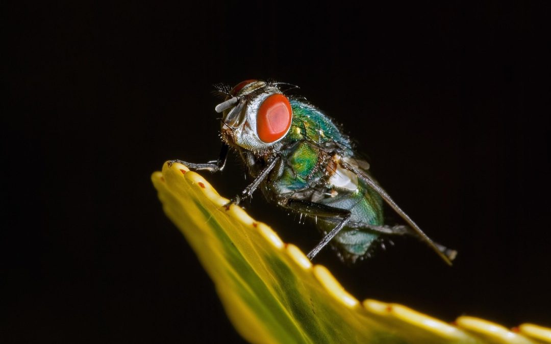 Waktu Pemrosesan Visa Sijunjung yang Perlu Diketahui